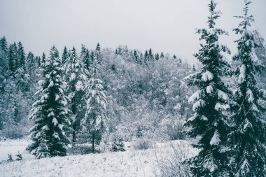 Ağaçlar kış ormanlarında karla kaplı..