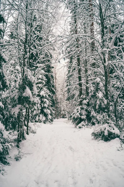 Alberi ricoperti di neve nella foresta invernale . — Foto Stock