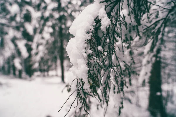 Zdjęcie gałęzi świerku w zimowym lesie — Zdjęcie stockowe