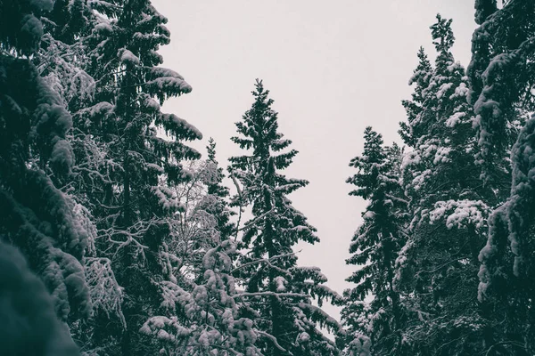 Träd beströdda med snö i vinterskogen. — Stockfoto