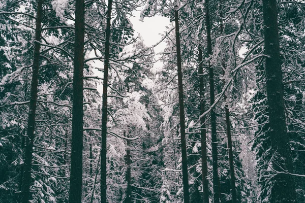 Δέντρα σκορπισμένα με χιόνι στο χειμερινό δάσος. — Φωτογραφία Αρχείου