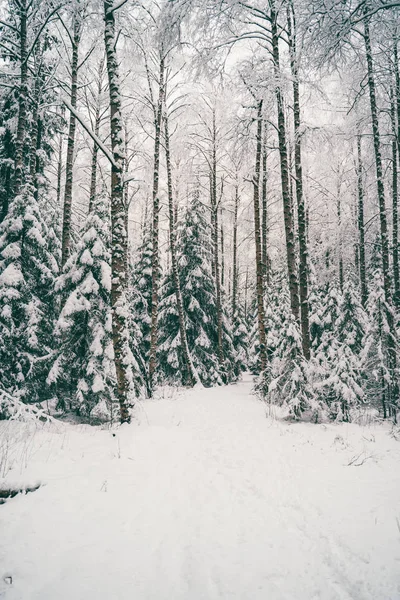 Árvores espalhadas com neve na floresta de inverno . — Fotografia de Stock