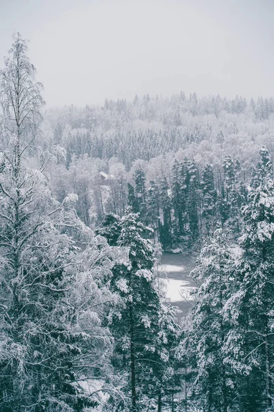 Arbres parsemés de neige dans la forêt d'hiver . — Photo