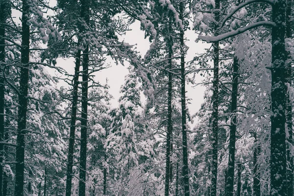 Träd beströdda med snö i vinterskogen. — Stockfoto