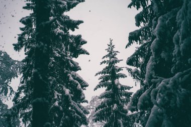 Ağaçlar kış ormanlarında karla kaplı..