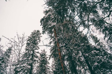 Ağaçlar kış ormanlarında karla kaplı..