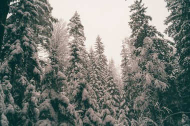 Ağaçlar kış ormanlarında karla kaplı..