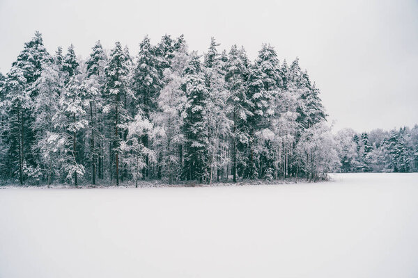 Деревья, усыпанные снегом в зимнем лесу
.