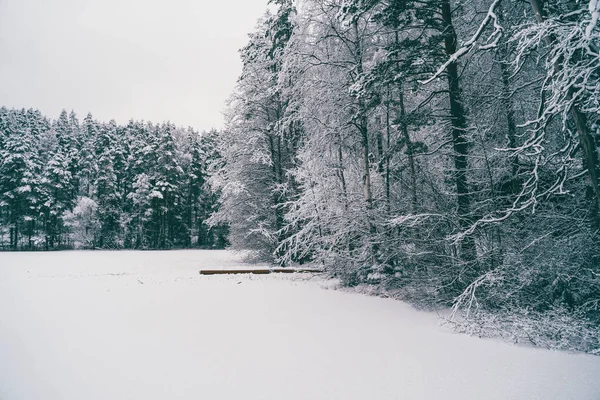 Drzewa rozrzucone śniegiem w zimowym lesie. — Zdjęcie stockowe