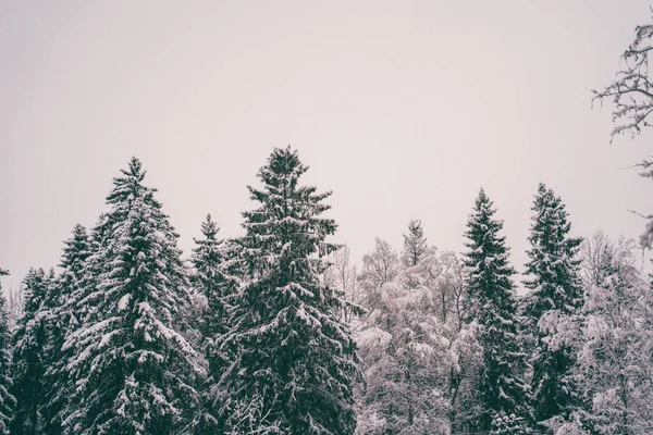 在冬天的森林里撒满了雪的树. — 图库照片