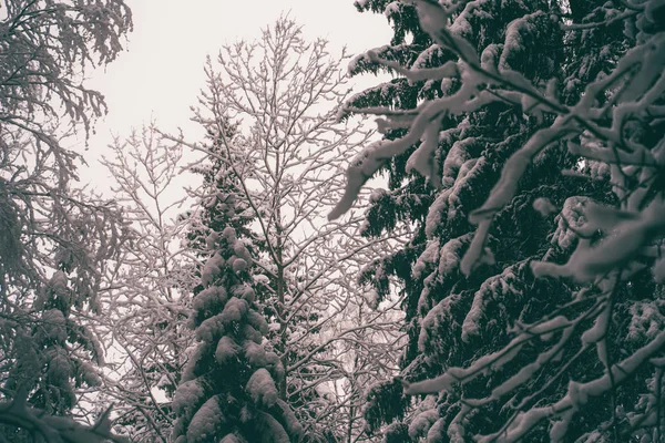 Drzewa rozrzucone śniegiem w zimowym lesie. — Zdjęcie stockowe