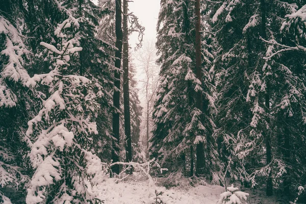 Ağaçlar kış ormanlarında karla kaplı.. — Stok fotoğraf
