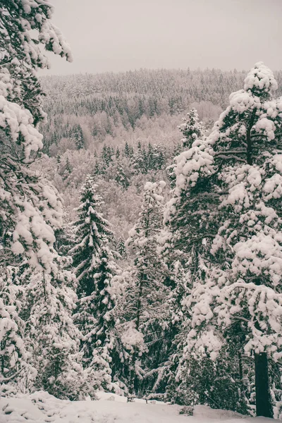 Alberi ricoperti di neve nella foresta invernale . — Foto Stock