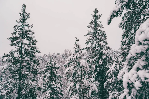 Árvores espalhadas com neve na floresta de inverno . — Fotografia de Stock