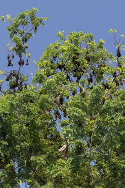 meyve yarasaları Kamboçya 'da ağaçlardan sarkan