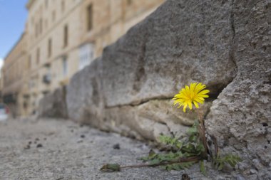 Bir kayanın üzerindeki marihuana yaprağı.