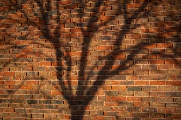 Bayangan Cabang Pohon Dinding Bata — Stok Foto