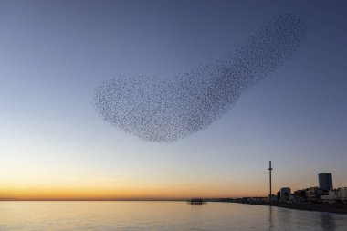 Brighton 'da gün batımında sığırcık sürüleri