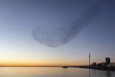 swarms of starlings at dusk in Brighton clipart