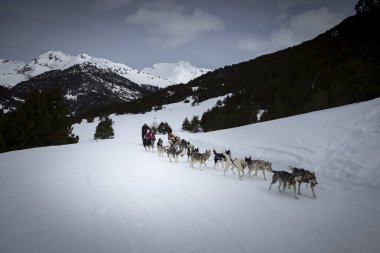 Pireneler 'de köpek kızağı.
