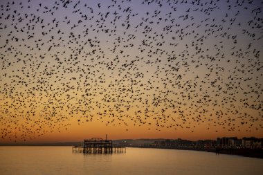 Brighton 'daki sığırcık hırıltısı.