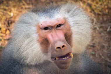 Hindistan 'daki hayvanat bahçesinde büyük dişli babun.