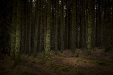 Ürkütücü orman ve yeşil ağaçlar