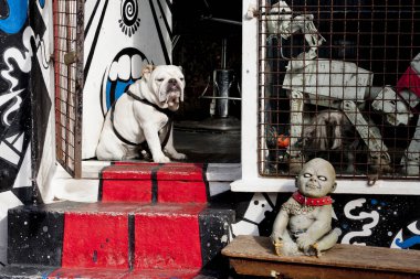 Brighton 'daki berber dükkanının önünde şişman bir köpek.