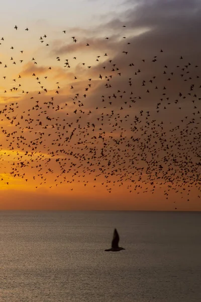 Por Sol Murmurações Estorninhos Brighton — Fotografia de Stock