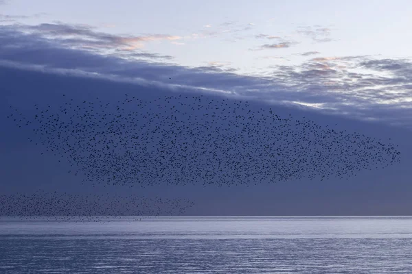 Svärmar Starar Skymningen Brighton — Stockfoto