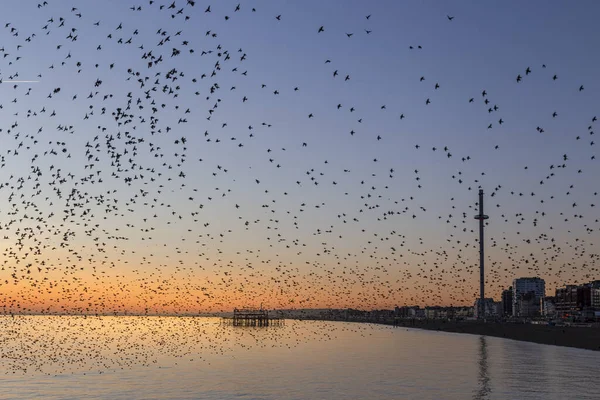 Brighton 'da gün batımında sığırcık sürüleri