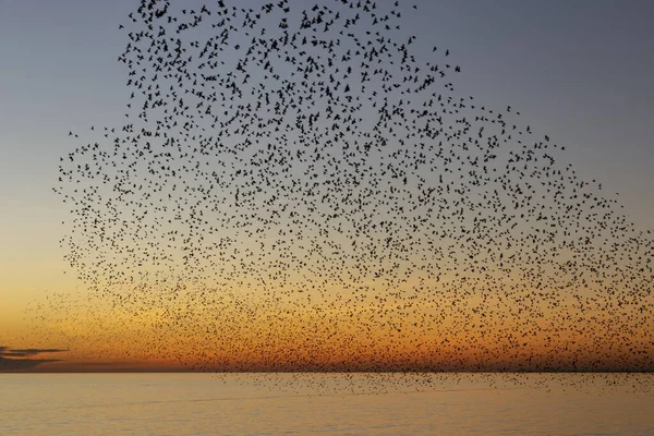 Svärmar Starar Skymningen Brighton — Stockfoto