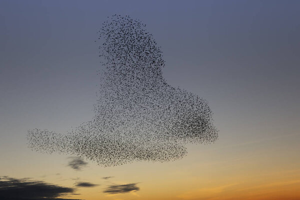 swarms of starlings at dusk in Brighton