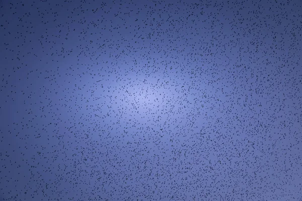 Starling Murmuration Brighton — Stock Photo, Image