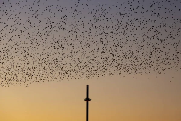 Starling Morden Brighton — Stockfoto