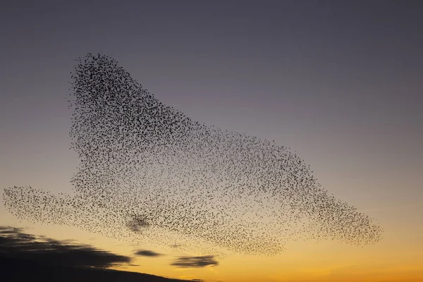 Brighton 'daki sığırcık hırıltısı.