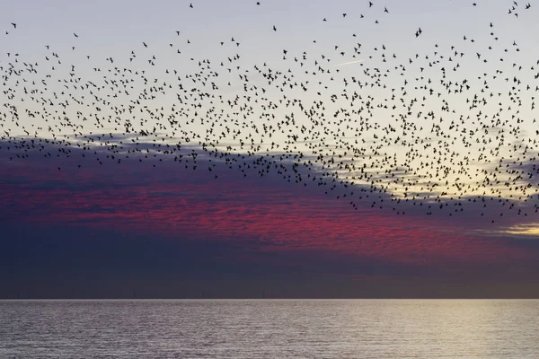 Svärmar Starar Skymningen Brighton — Stockfoto