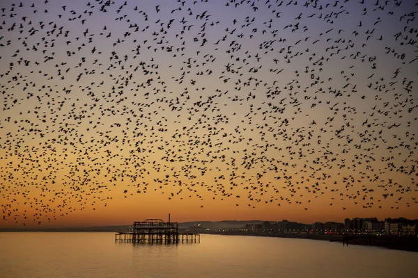 Brighton 'daki sığırcık hırıltısı.