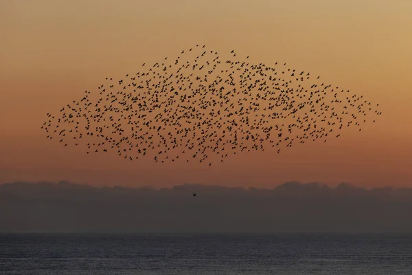 Starling Morden Brighton — Stockfoto