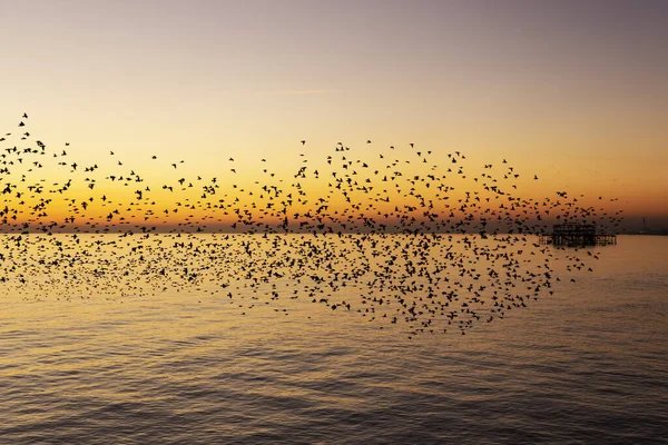 Starling Morden Brighton — Stockfoto