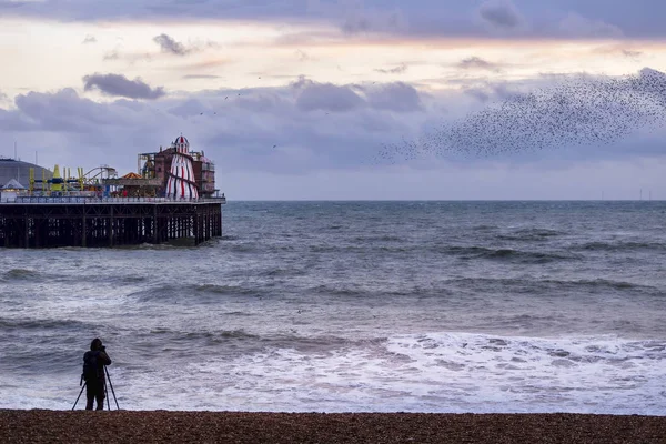 Murmurações Estornar Cais Brighton — Fotografia de Stock