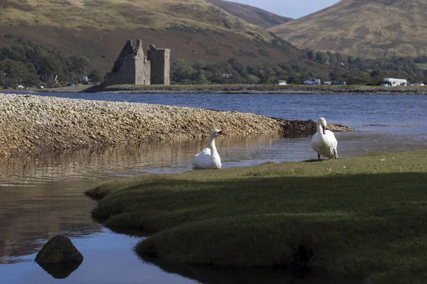 Arran 'daki Lochranza kalesinde kuğular.