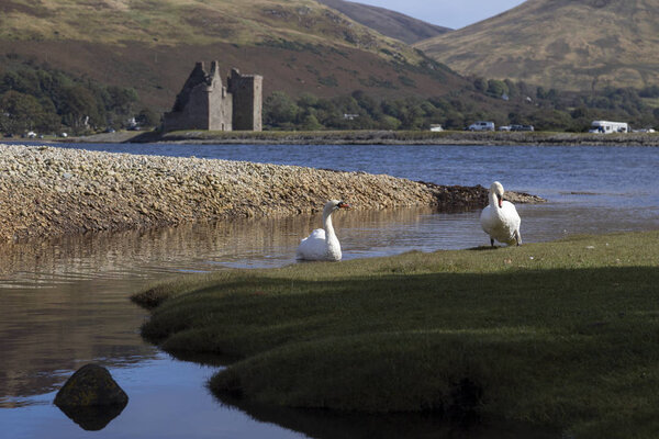 swans at lochranza castle on arran