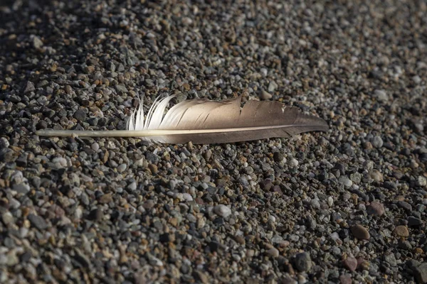 single birds feather on a beach