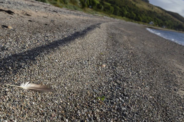 Bir kumsalda tek kuş tüyü