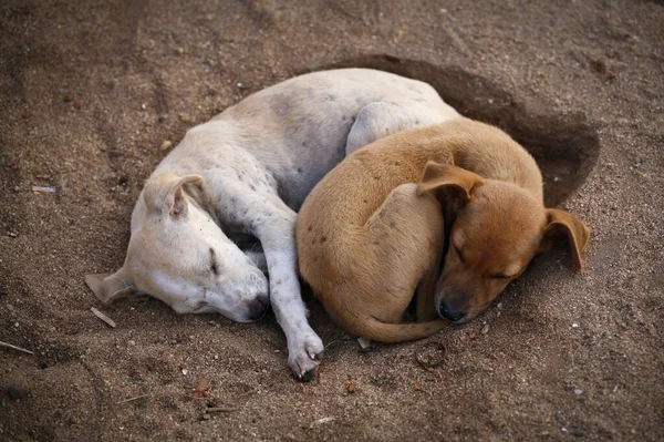 2 köpek sahilde serinliyor.