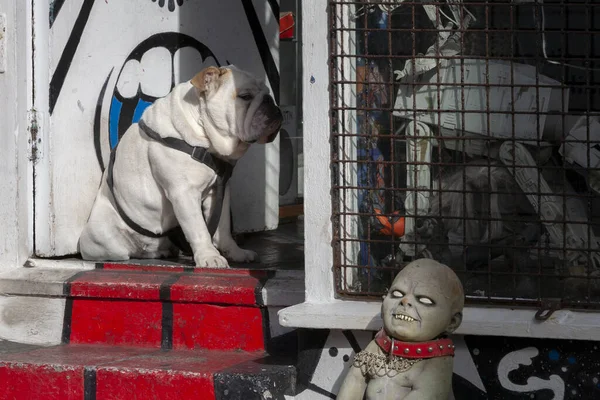 Brighton 'daki berber dükkanının önünde şişman bir köpek.