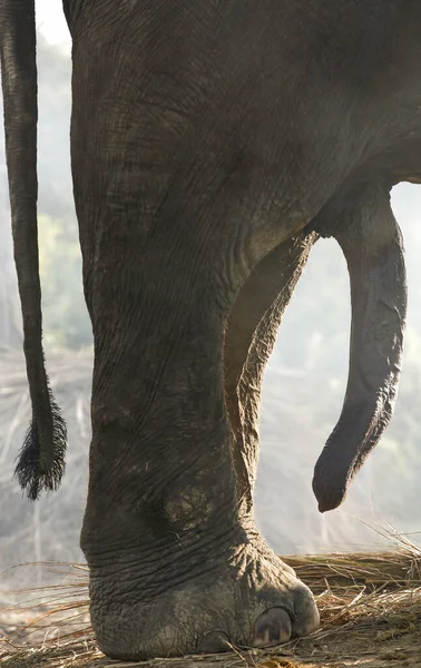 Nepal 'deki fil ereksiyon halinde.