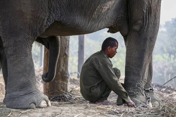 Nepal 'de zincirli fil ve eğitmen