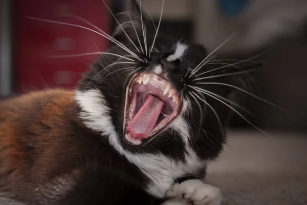 inside of a cats mouth yawning